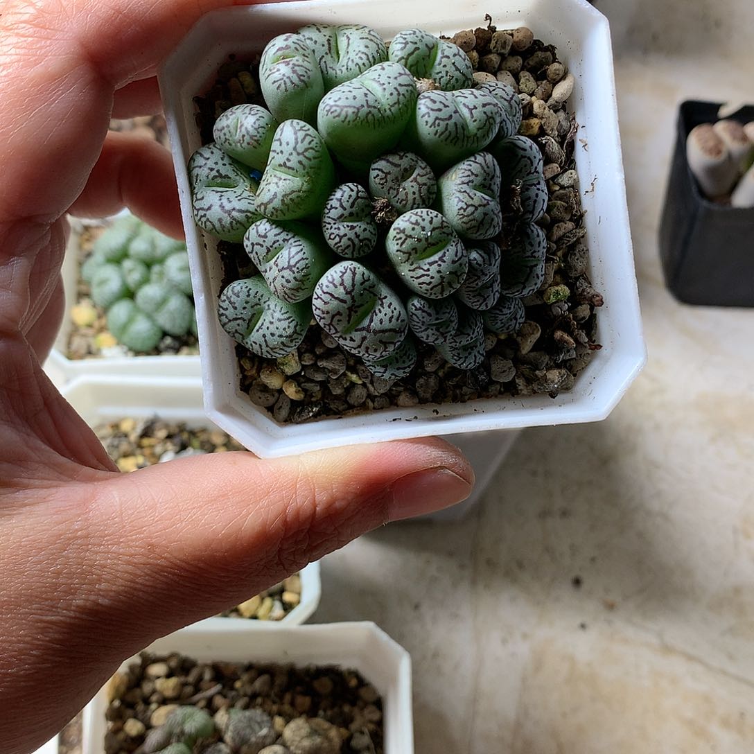 ^****^K460多肉植物保护