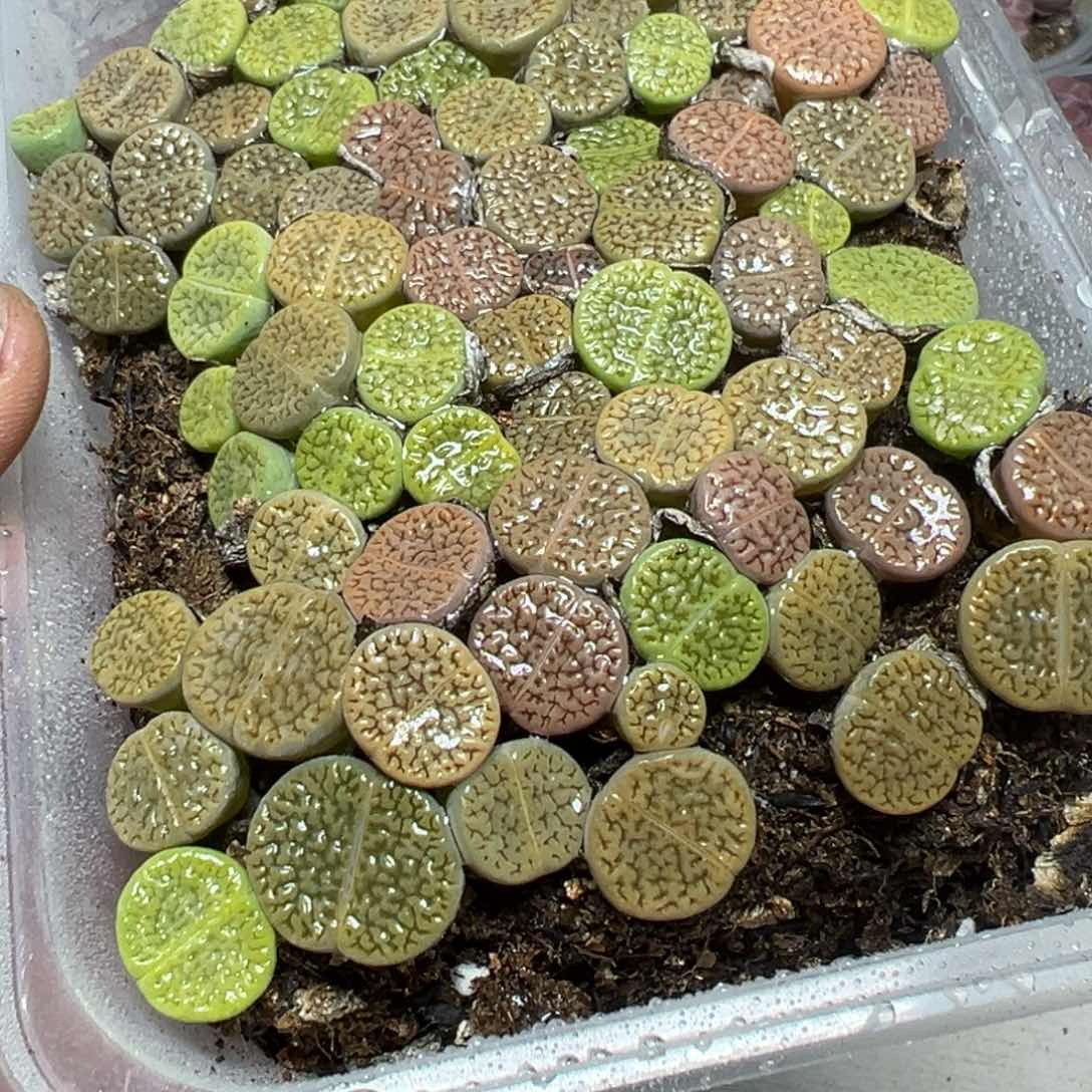 【闪购商品】 071。     