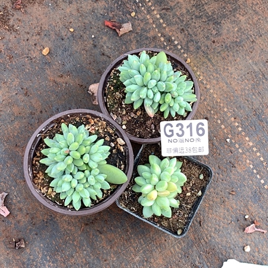 阿迪斯托2 橙色奇迹1 