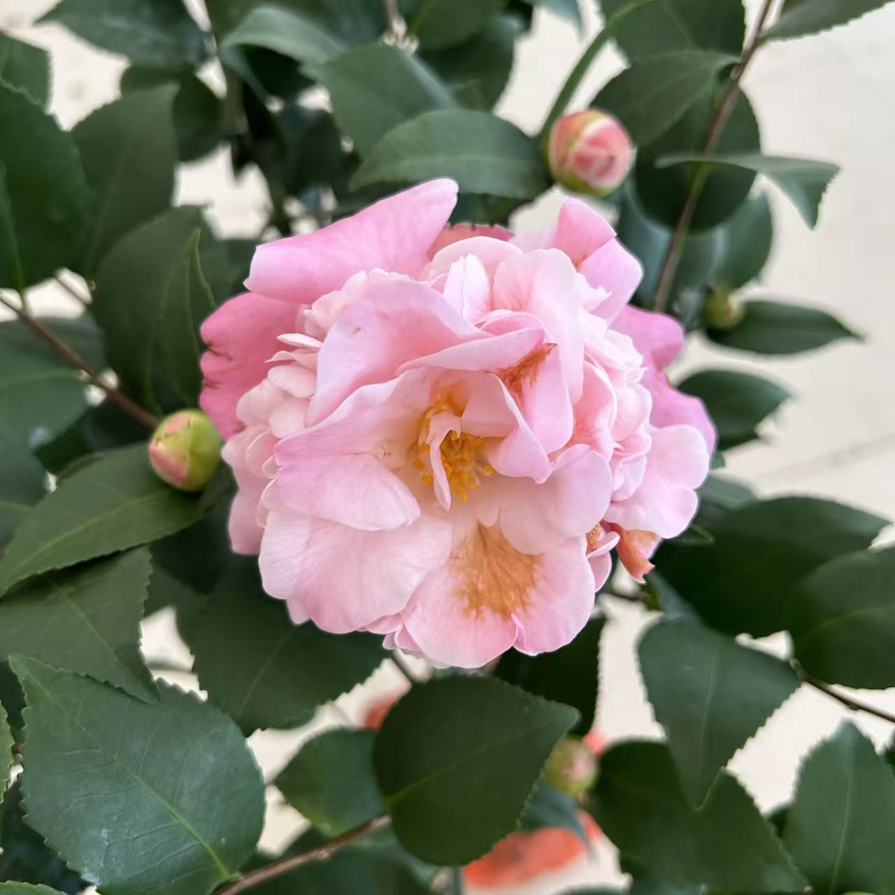 大盆老盆香妃茶花盆栽室内好养