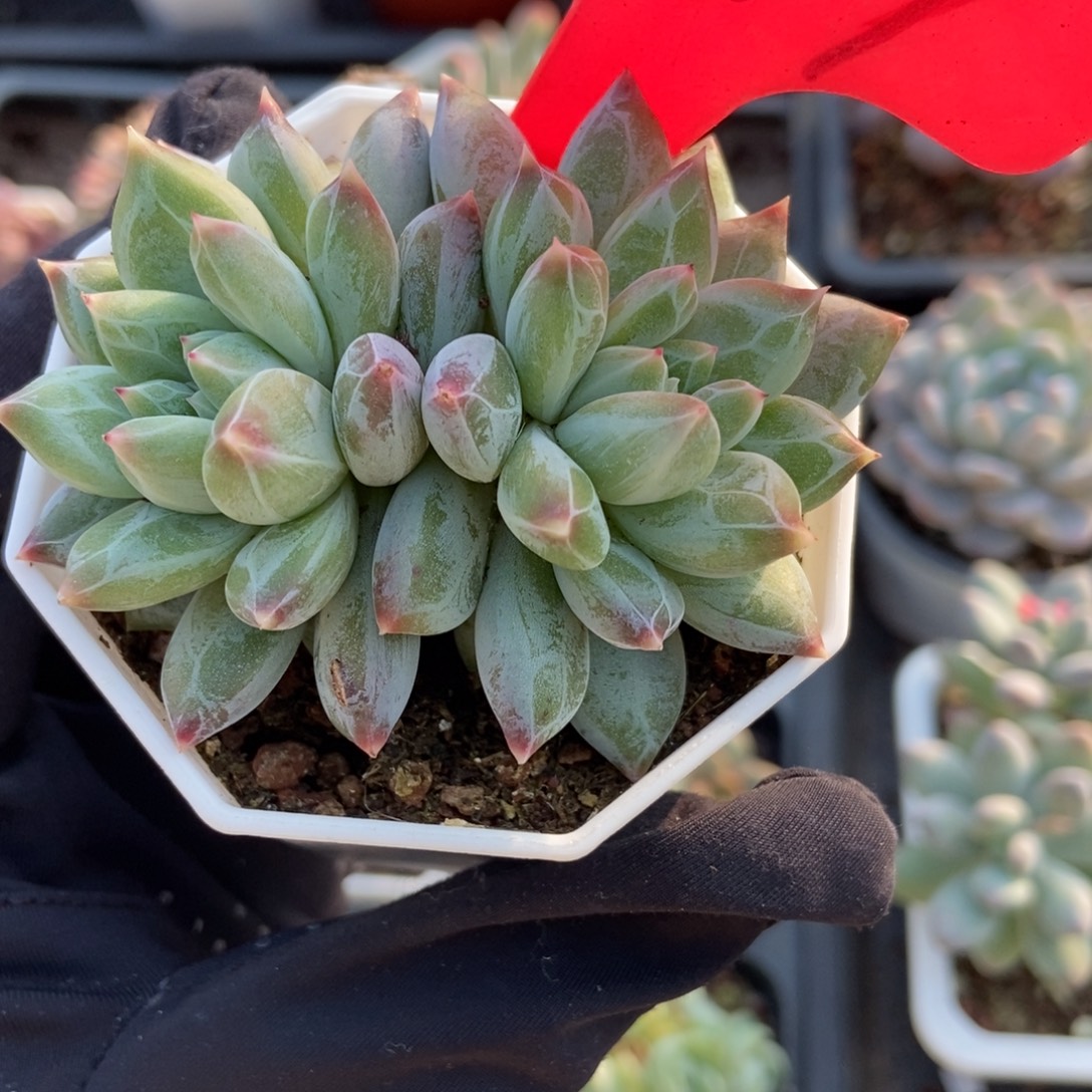 511伊丽莎白多肉植物