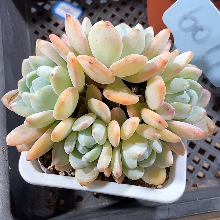 多肉植物冷香6079