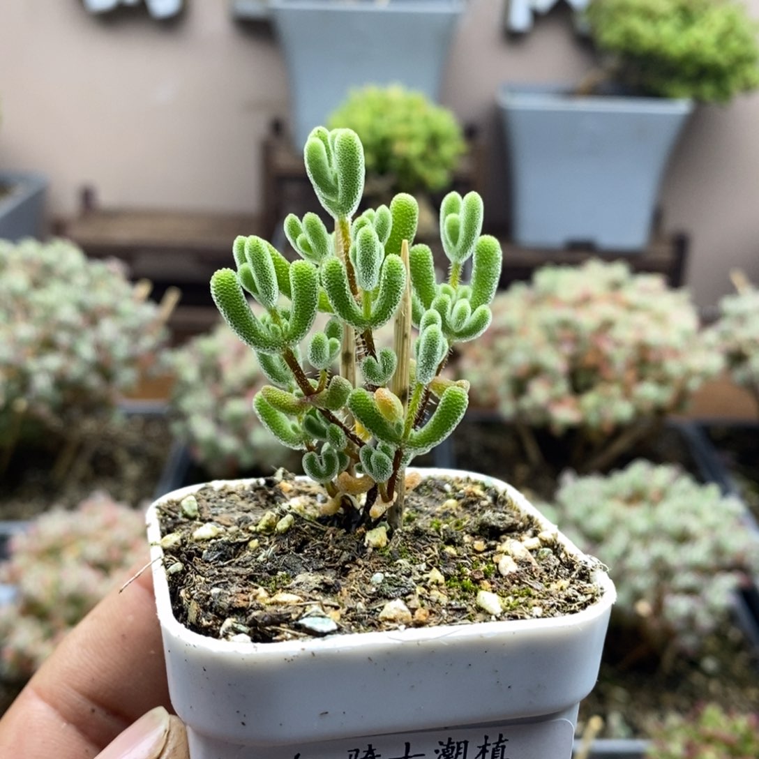 2201实生小星星多肉