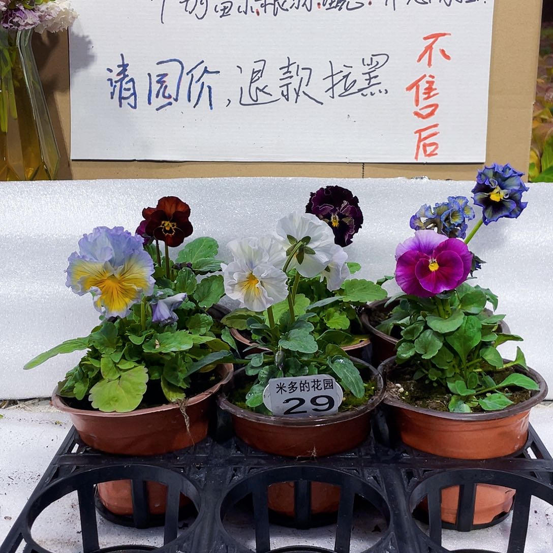 大部分花苞少量开放29