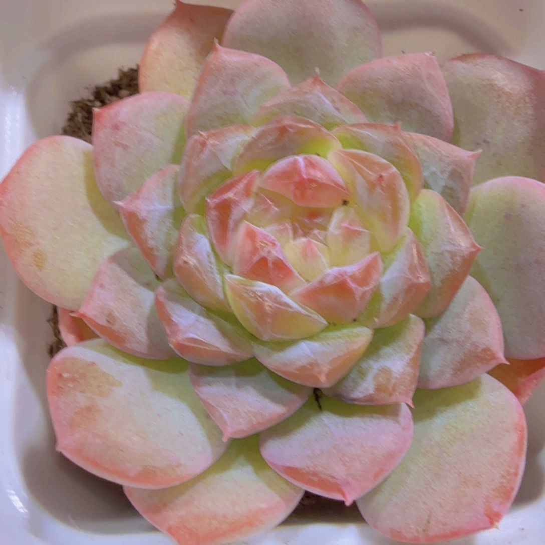 七仙女珍妮一盆福利