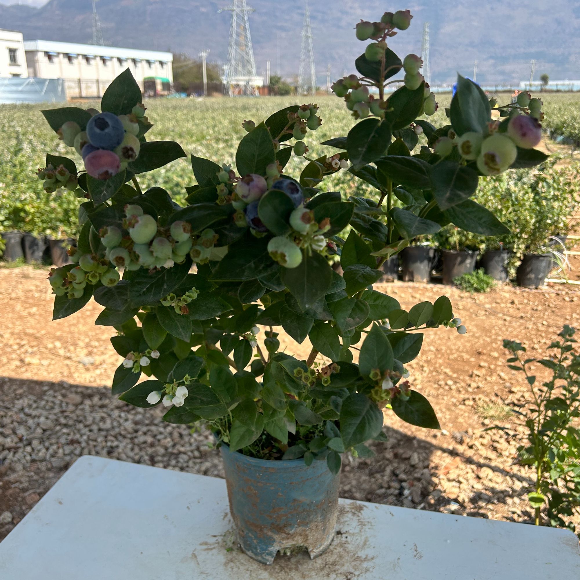 蓝莓树苗带果带盆蓝莓苗云南发货基地大果纯甜