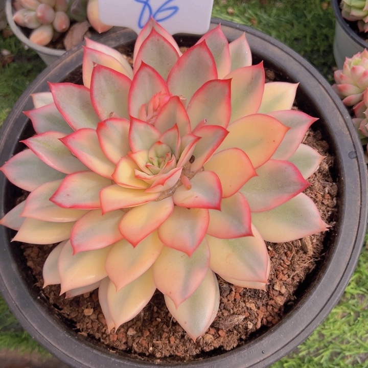 健健康康平平安安