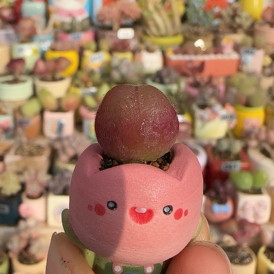 T水蜜桃小毛翠盆口1.5cm