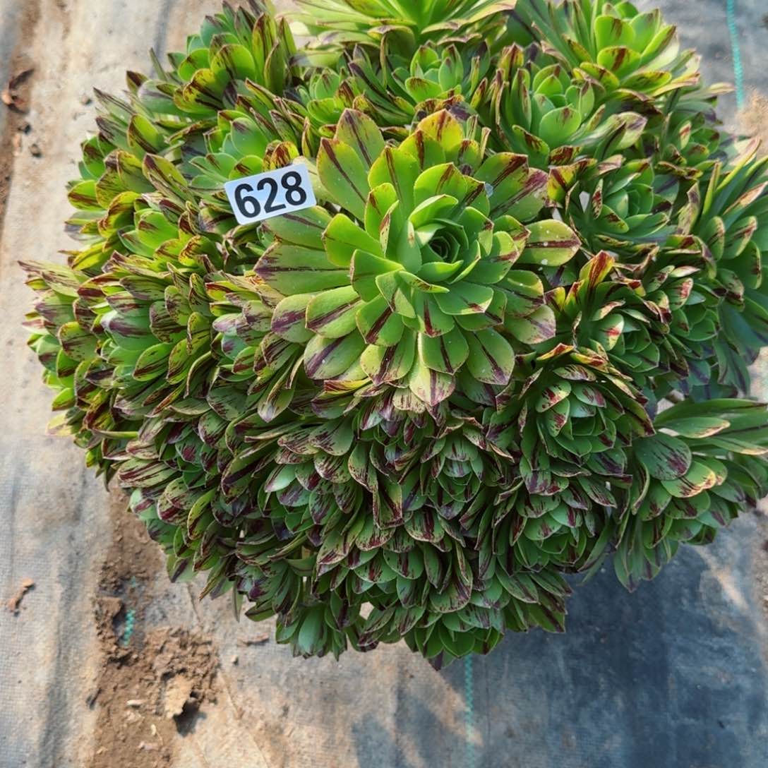 628必火多肉植物