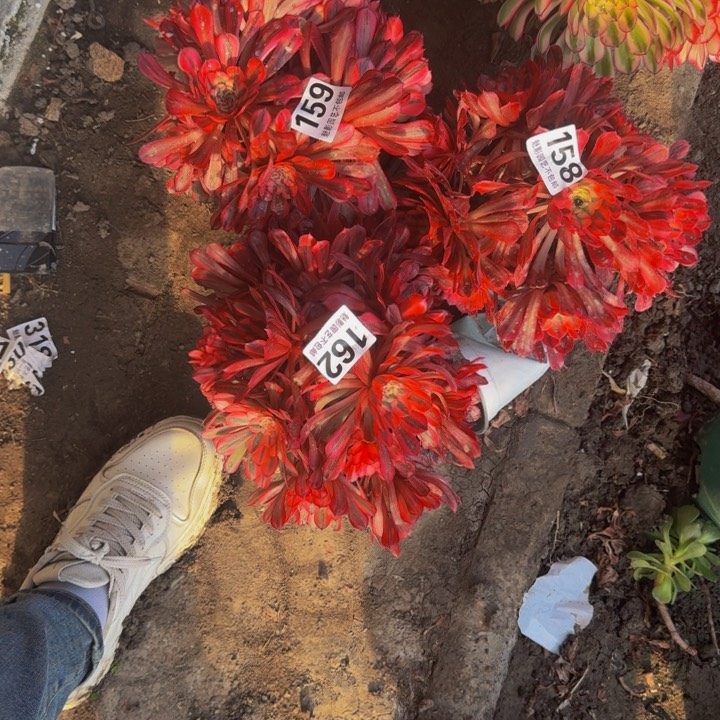 白月光花27-7包邮花花