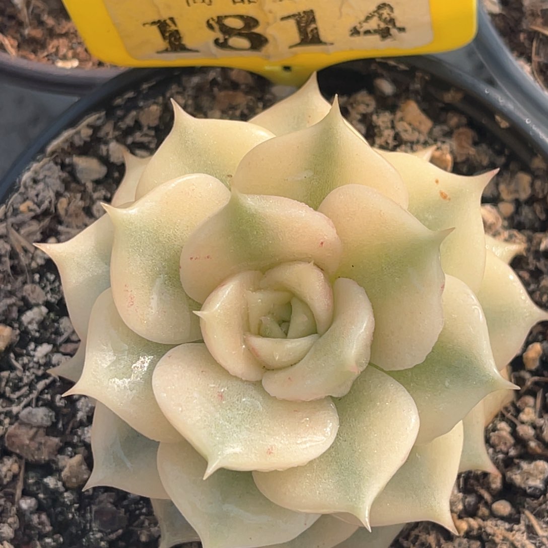 多肉特价贝加尔湖锦1814