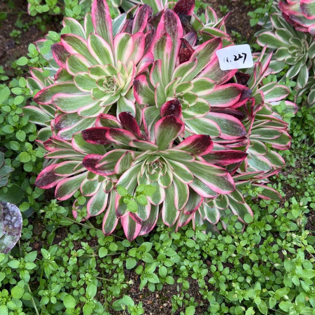 227云荷多肉多肉多肉