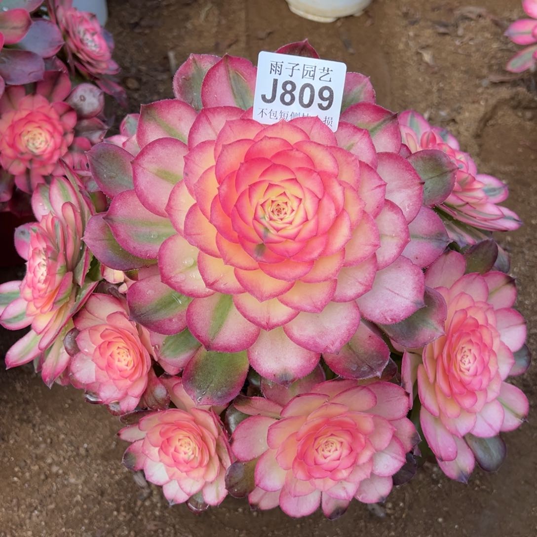 809荔枝尺寸25左右特价追光