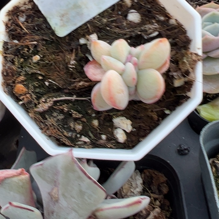 泡芙缀多肉植物401