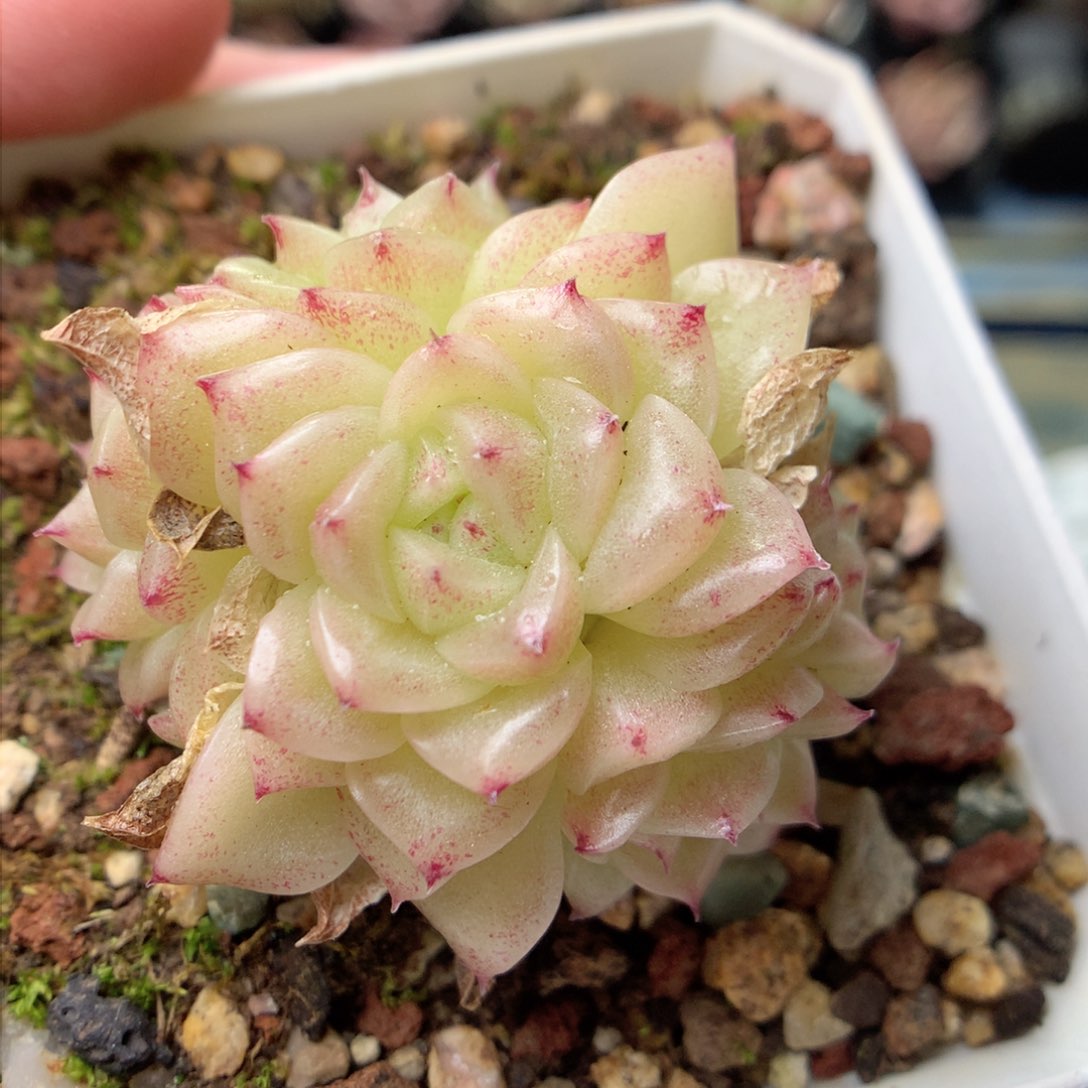 F146定繁编号D04y y y y y y