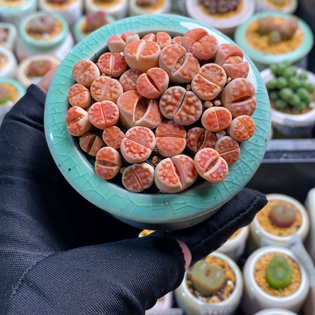 3085-一物一拍带盆