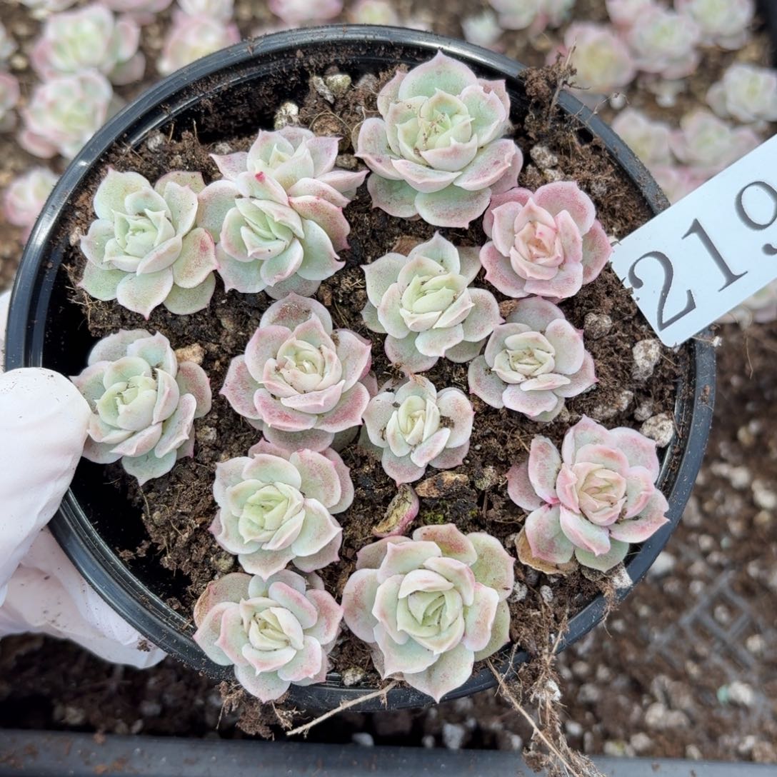 多肉植物多肉植物219