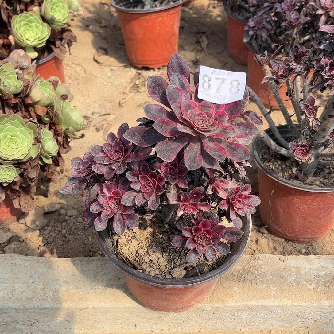 香奈儿878不包断枝