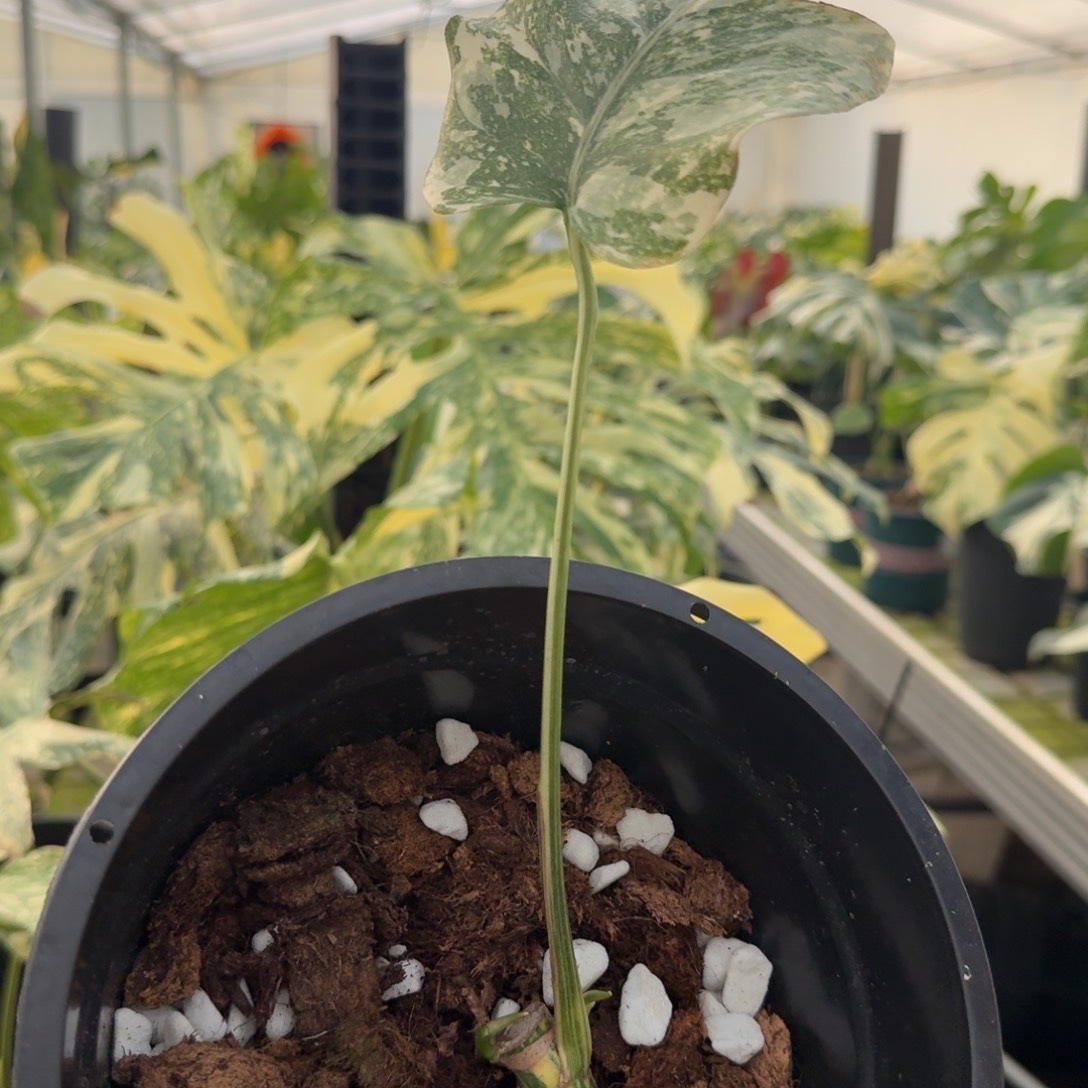 无花朵焦糖布丁龟背竹