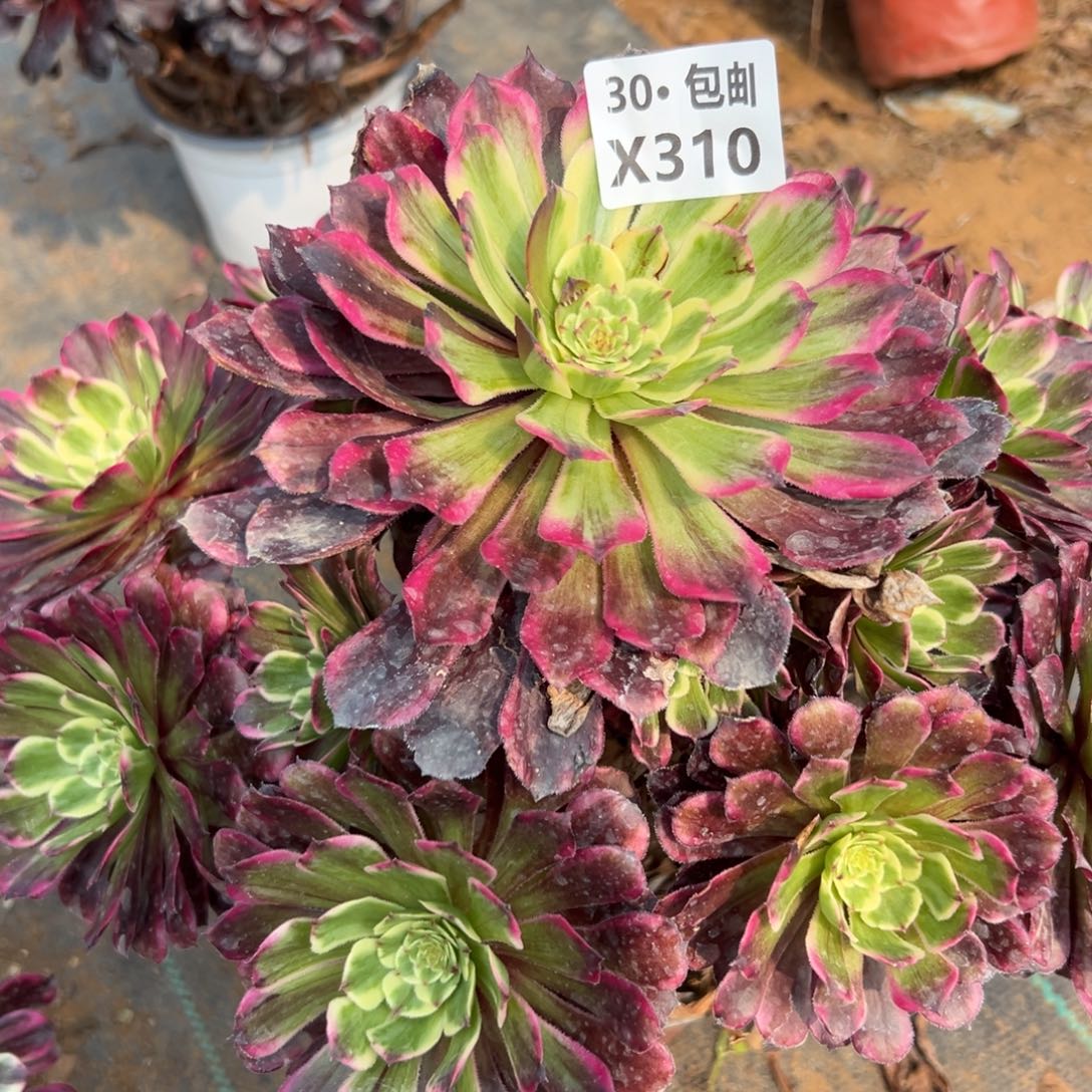 310紫嫣多肉法师