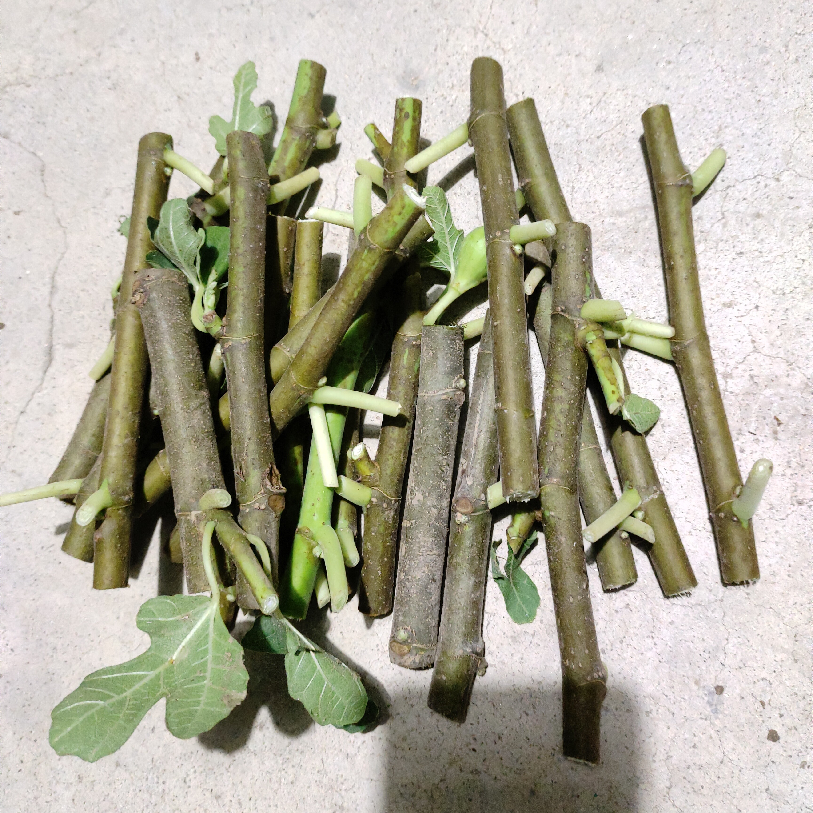 波姬红木质化枝条