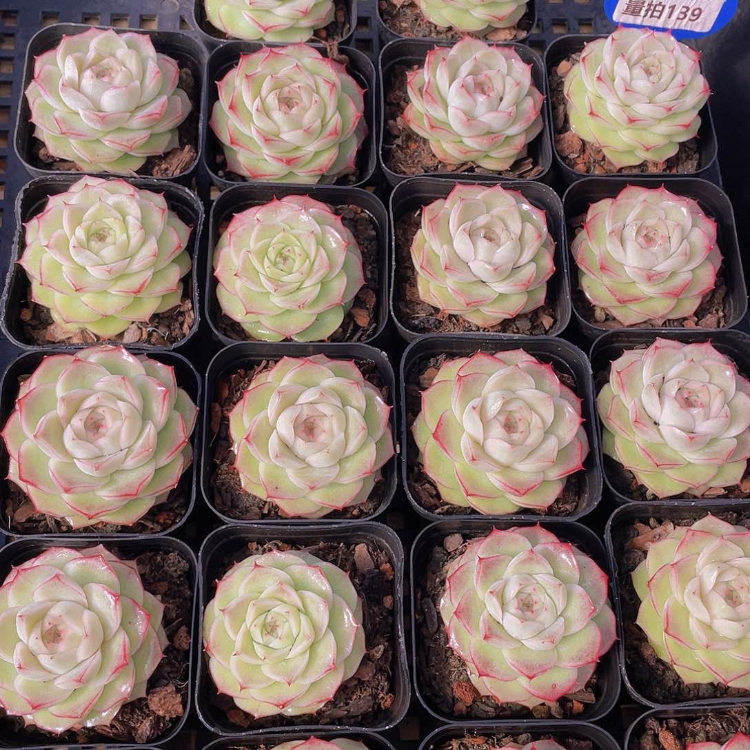 量拍139号 蔷薇花麦秆单头一个