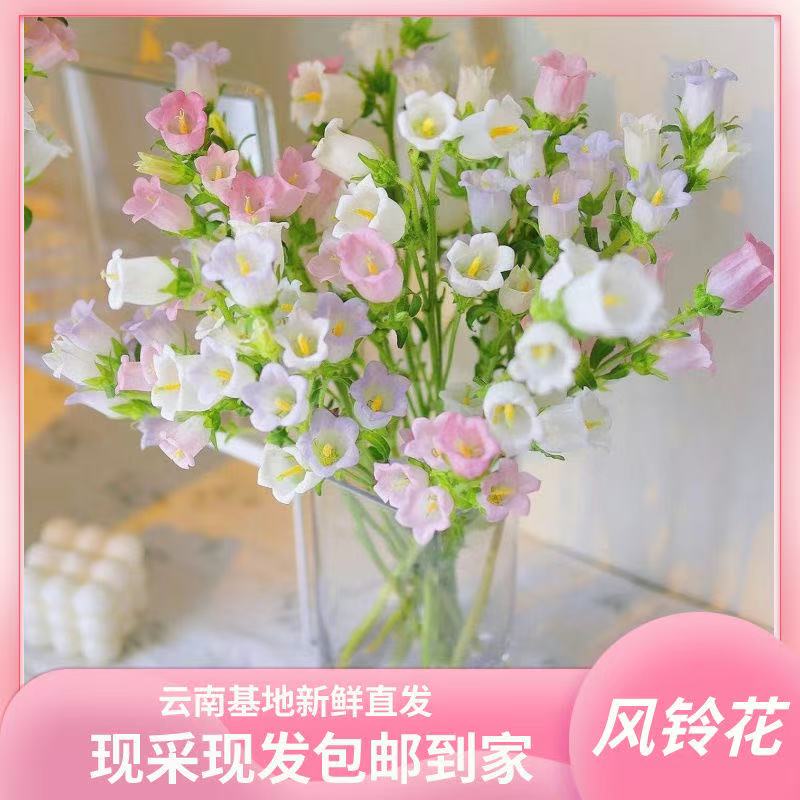 风铃花水培鲜切花铃铛白色紫色花束云南基地直发花瓶水养速递插花