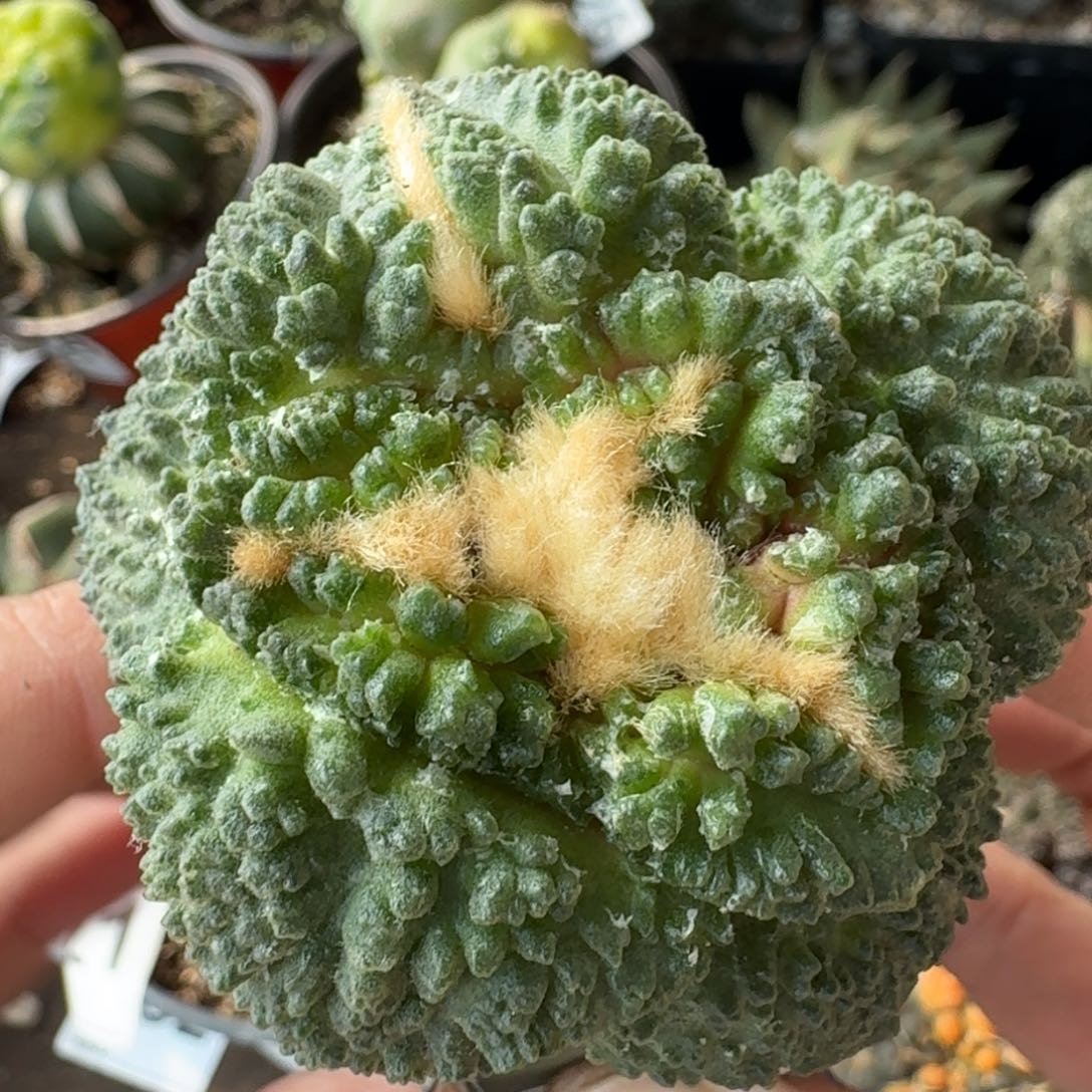 【闪购商品】超大尤哥怒苗接736