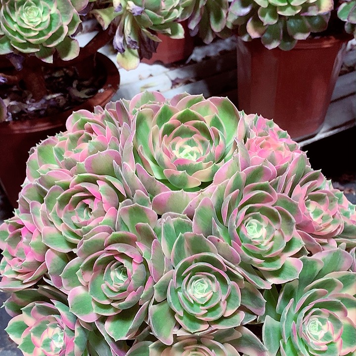 控养女郎，多肉植物