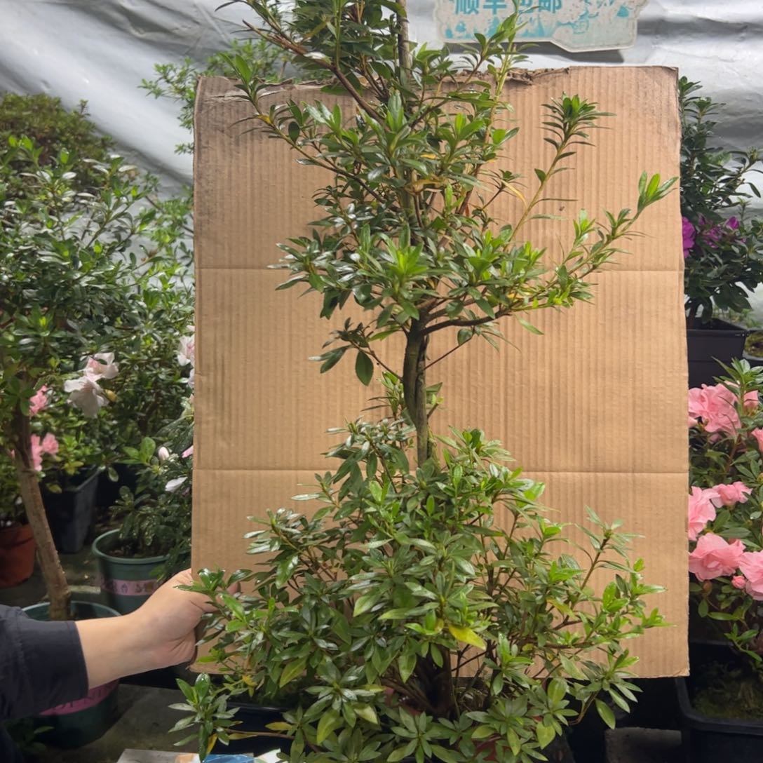 可***叔完全开放杜之金鱼