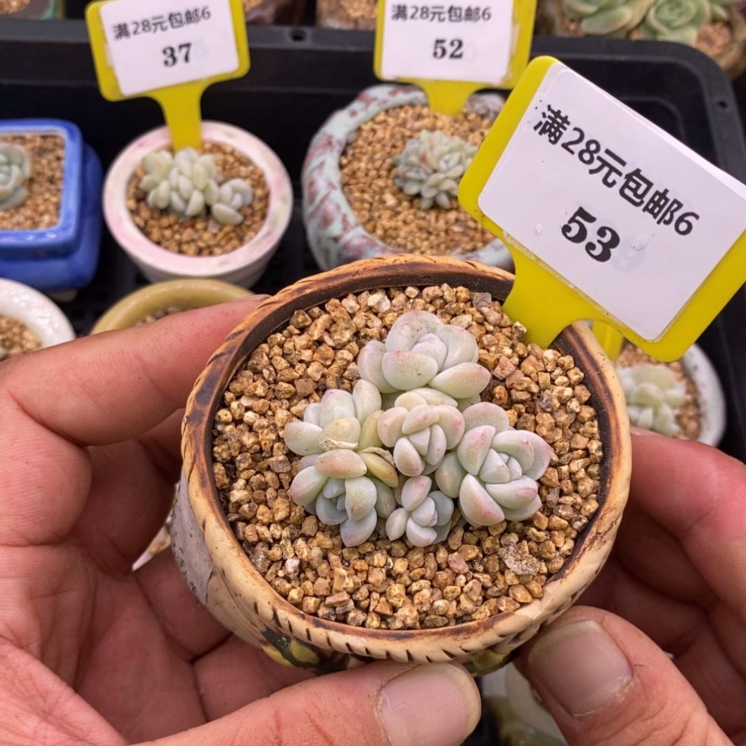 653小脸冰玉6头群，趴地