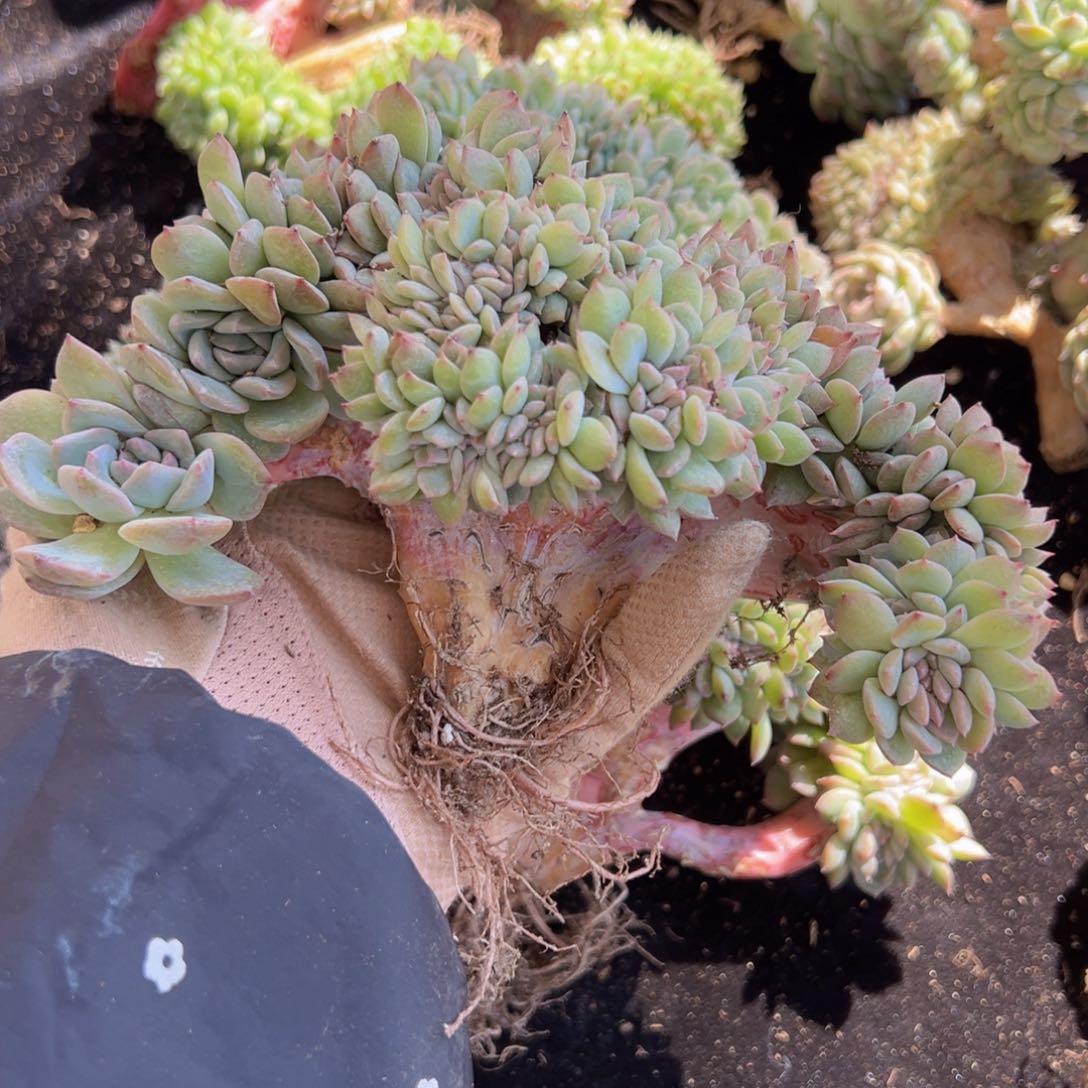 荔**肉新年快乐新主播福利