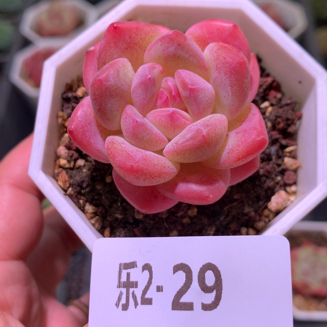 乐然 2-29 刚毅单头 