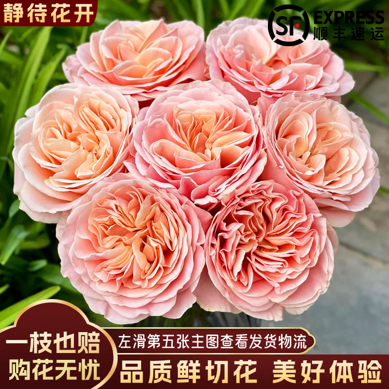 【静待花开】夏日恋情-A级单头玫瑰 云南鲜花斗南花卉顺丰包邮品质