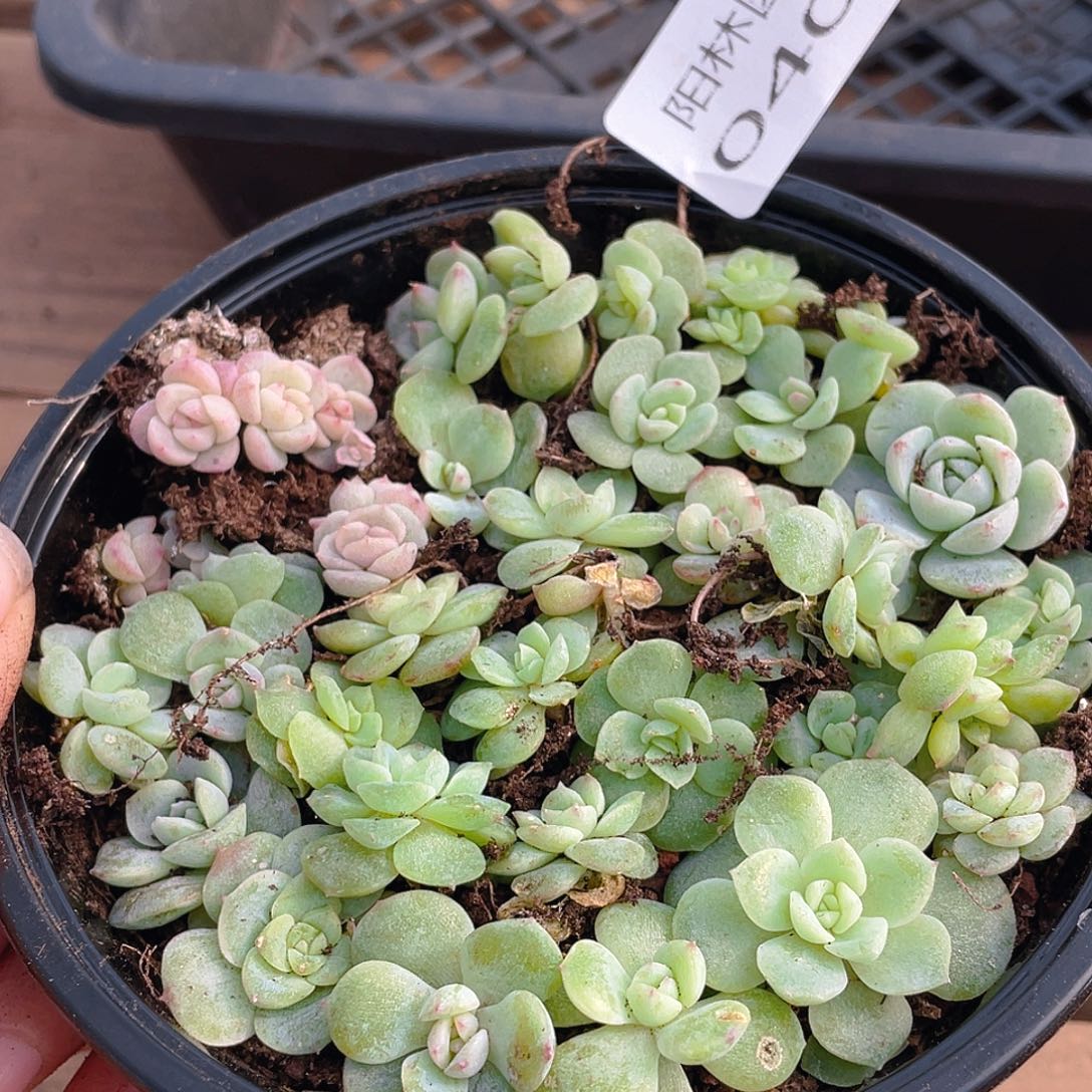 多肉植物多肉植物402