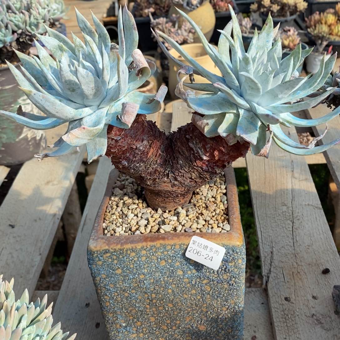 24号雪山群粗腿子