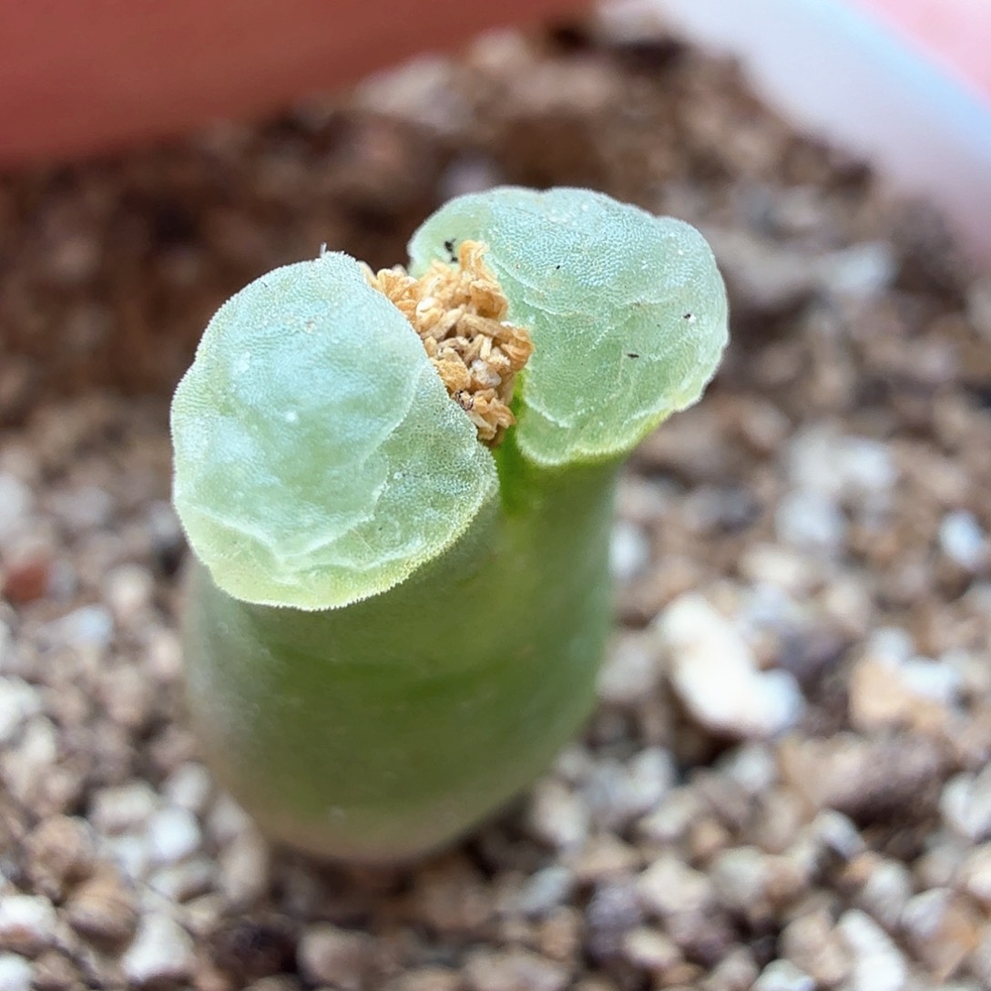 1.16.52/Z867佛肚4.5年