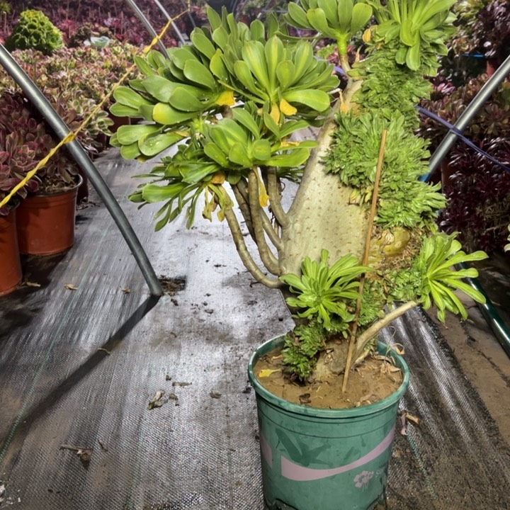 70碧螺春缀多肉多肉多肉多肉