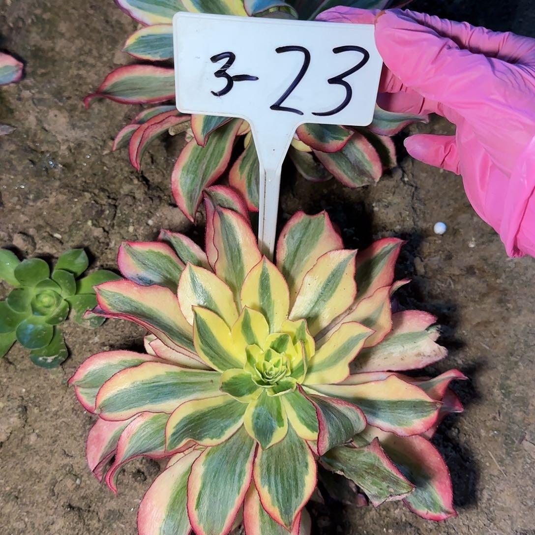 3-23魅影…………………………