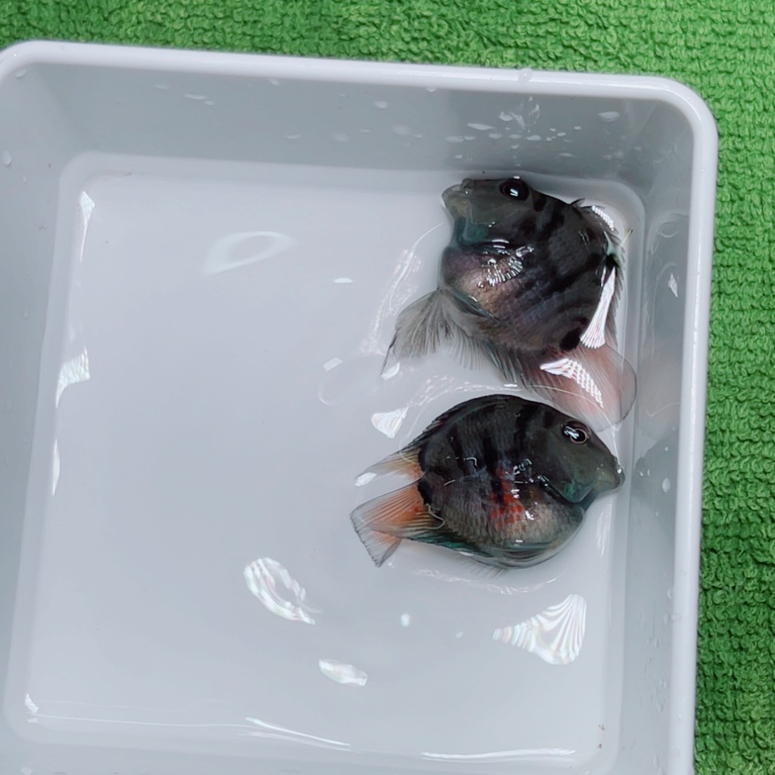 鹦鹉鱼摩卡色一对