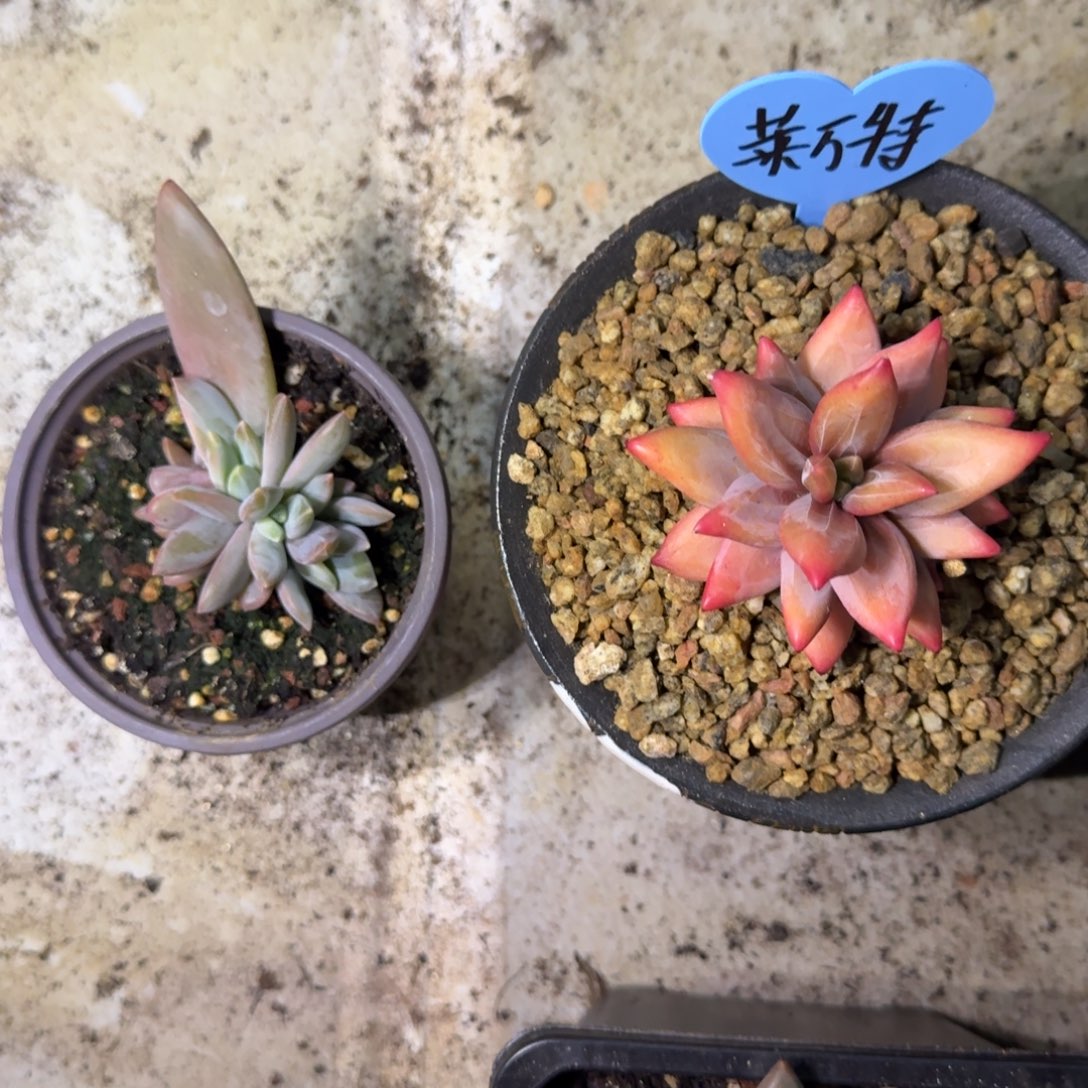 莱万特 叶插 一物一拍