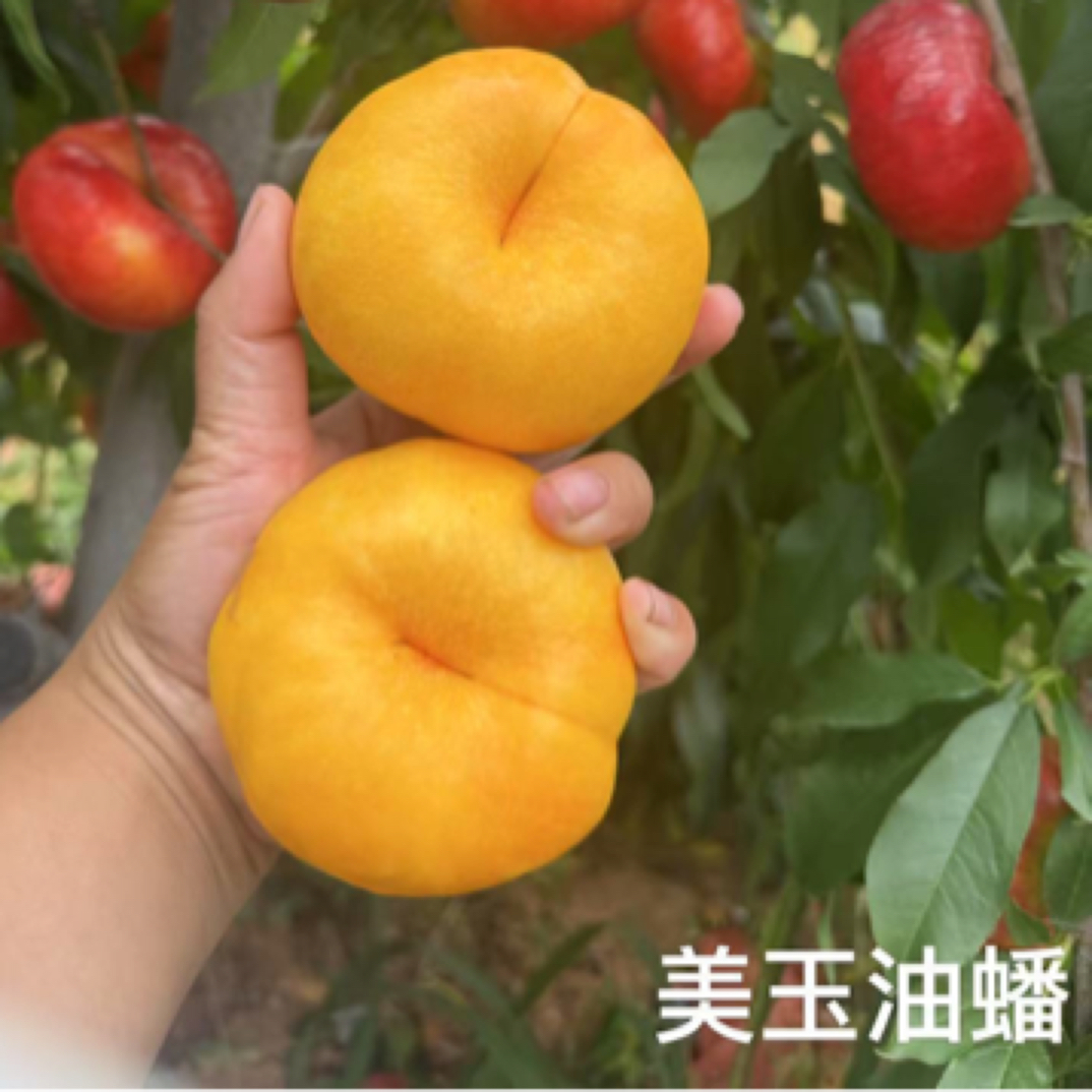 酥姿美玉油蟠 6月初  优质品种苗