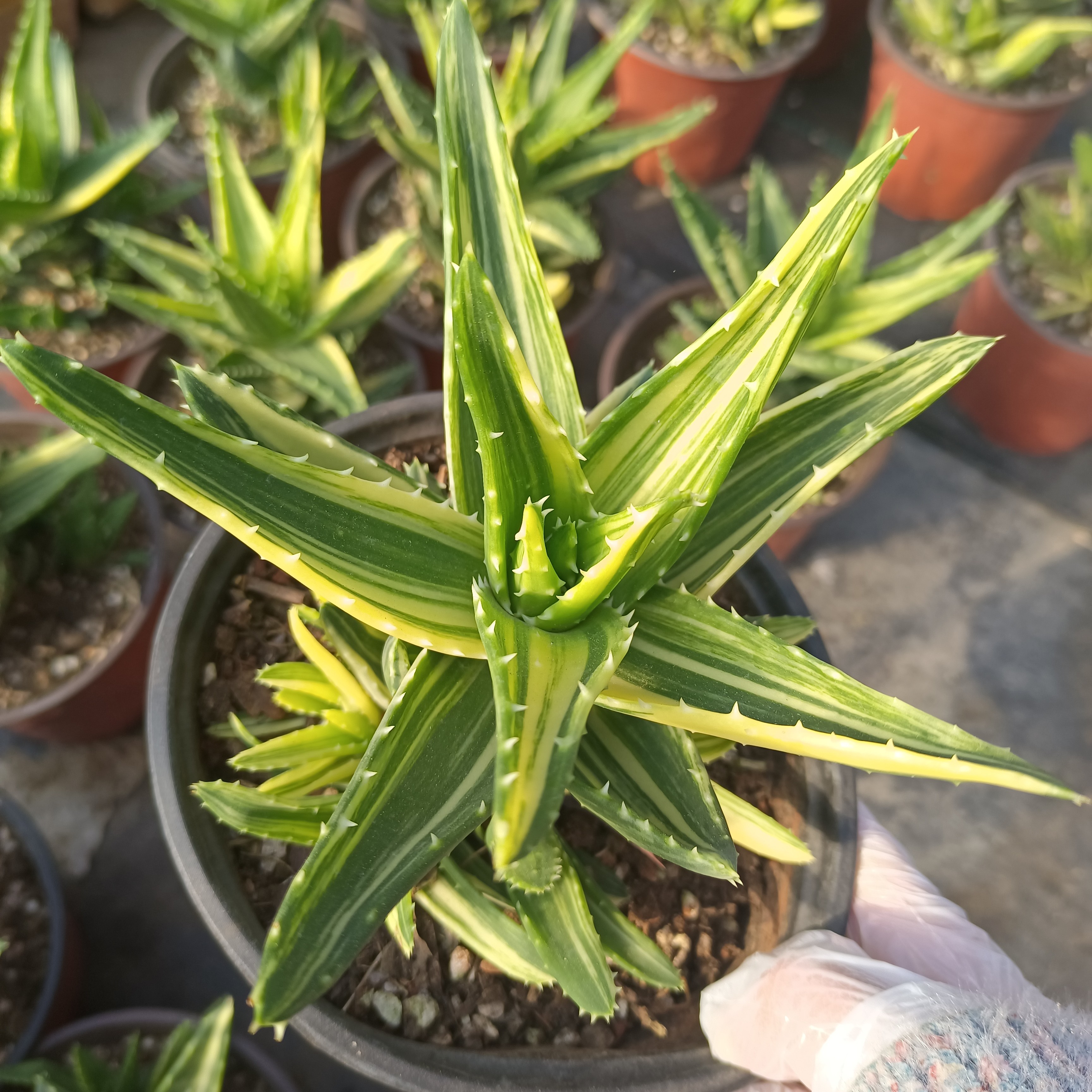 不夜城锦创意芦荟办公室桌面防辐射小盆栽稀缺多肉植物好养绿植