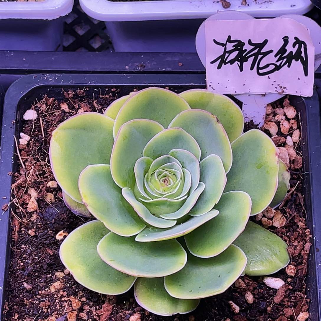 海伦纳 非偏远包邮