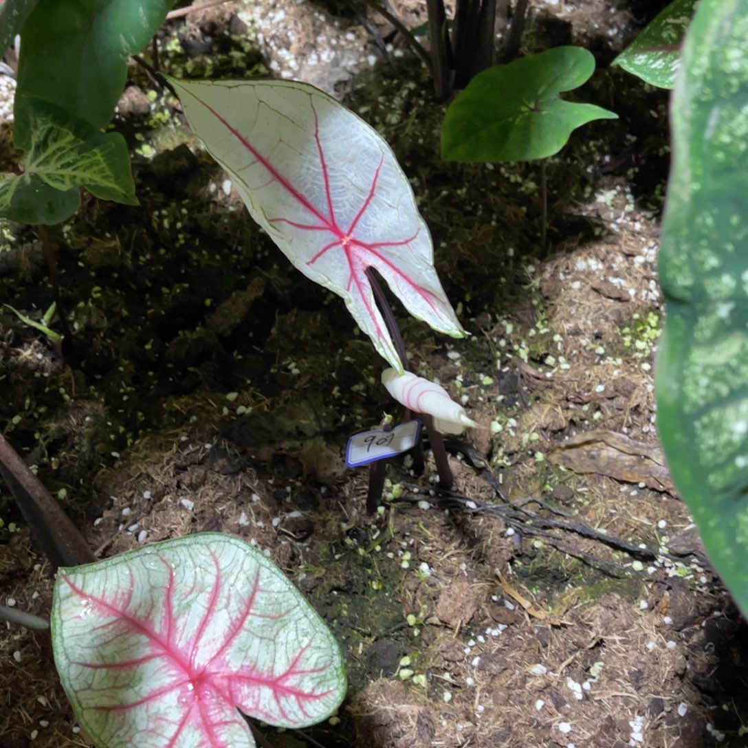 ****а无花朵             907安妮不包售后