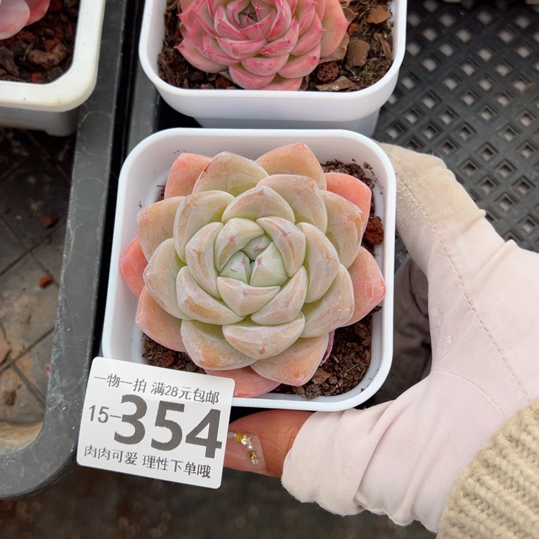 冰玉，多肉多肉多肉多肉