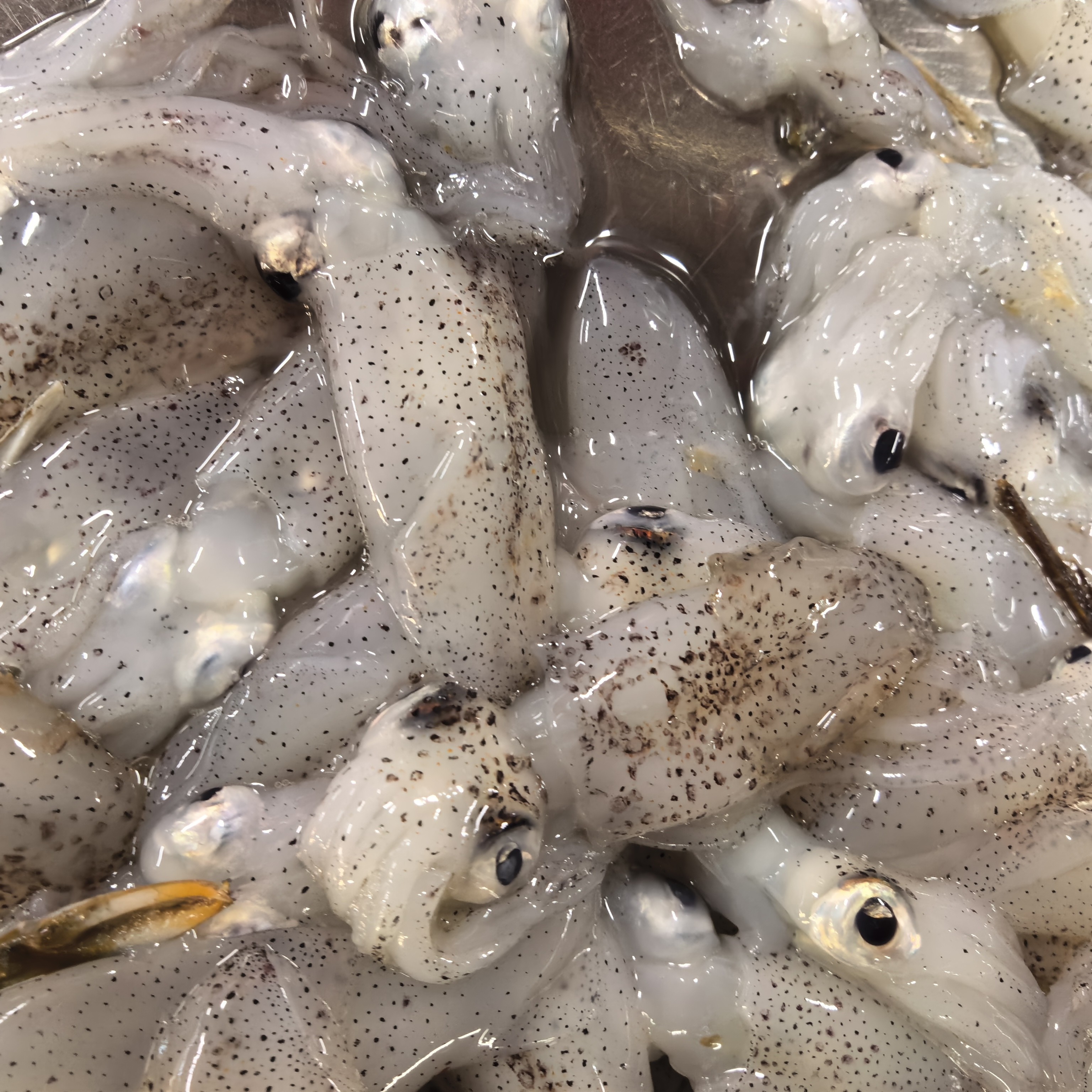 [2]小富生鲜海兔1斤15