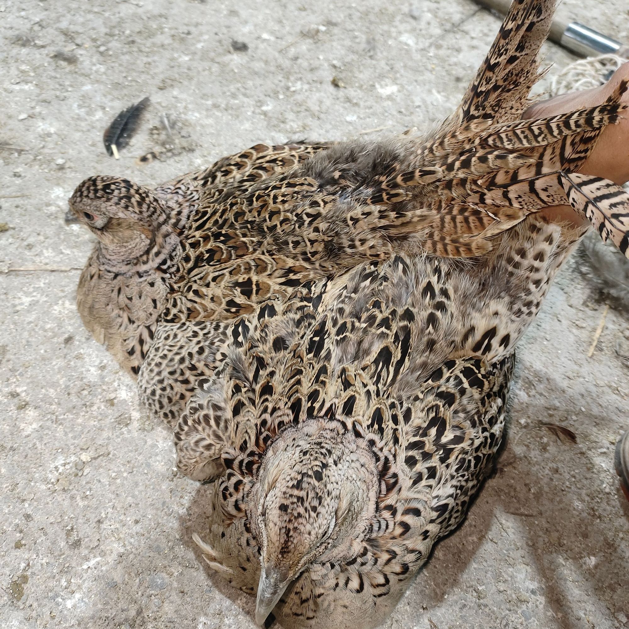 【2母】长尾鸡 宠物鸡 体态圆润 母鸡灰麻 观赏鸡包邮