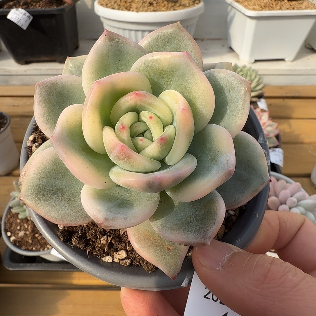 伊丽莎白锦11122-116