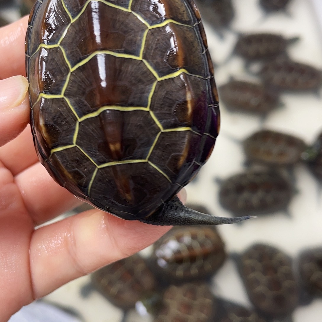 中华草龟公苏北金线草龟外塘龟